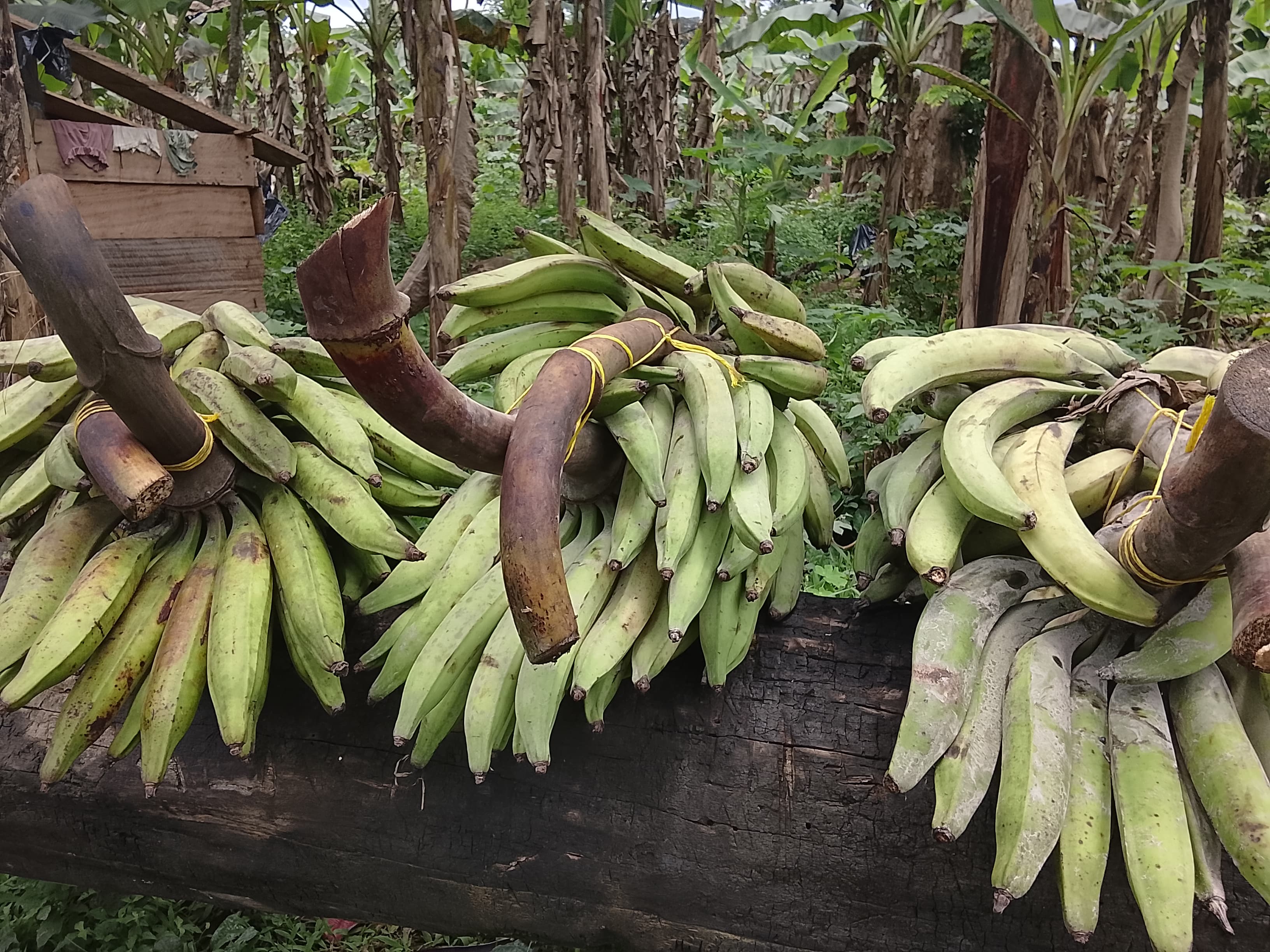 Vente de régimes de plantains